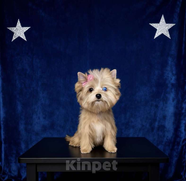 Собаки в Москве: Голубоглазый йорк мини девочка рыжая Девочка, 90 000 руб. - фото 4