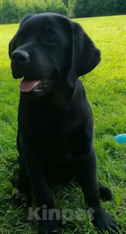 Собаки в Москве: Счасть Вашего Дома Девочка, 60 000 руб. - фото 2