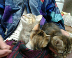 Кошки в Воронеже: Котята, Бесплатно - фото 10