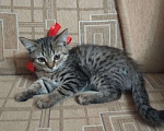 Кошки в Кузнецке-8: Котята в дар, 50 руб. - фото 1