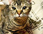 Кошки в Болхове: Котята - подростки бесплатно!, Бесплатно - фото 2