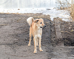 Собаки в Москве: Плюшевый медведь Барни Мальчик, Бесплатно - фото 4