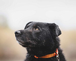Собаки в Москве: Удивительный пес с ярко выраженной индивидуальностью Сэм, ищет дом! Мальчик, Бесплатно - фото 4