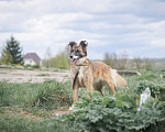 Собаки в Клине: Осторожная Айра Девочка, Бесплатно - фото 9