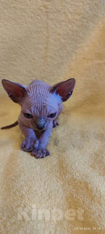 Кошки в Москве: Нежнейшая котодевочка Девочка, 35 000 руб. - фото 4