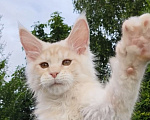 Кошки в Санкт-Петербурге: Котята мейн-кун Разнополые, 40 000 руб. - фото 7