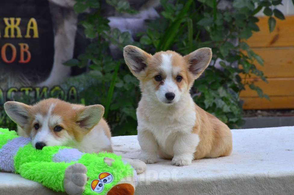 Собаки в Тамбове: Корги щенки Мальчик, 50 000 руб. - фото 2