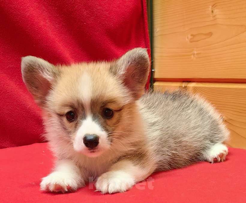 Собаки в Москве: Рыжики Мальчик, 50 000 руб. - фото 5