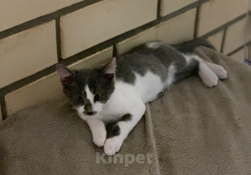 Кошки в Мытищах: Котята в добрые руки Мальчик, Бесплатно - фото 5