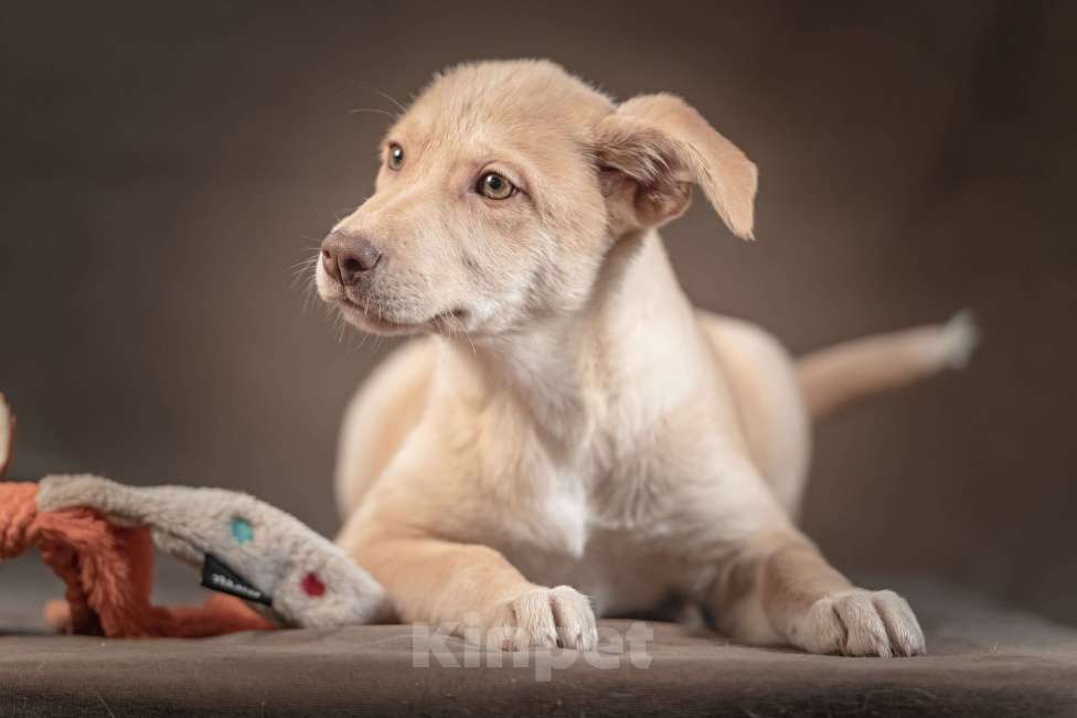 Собаки в Клине: Мейбл — нежная малышка, которая готова подарить вам всю свою любовь Девочка, Бесплатно - фото 2