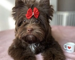 Собаки в Москве: Шоколадный йорк Девочка, Бесплатно - фото 1