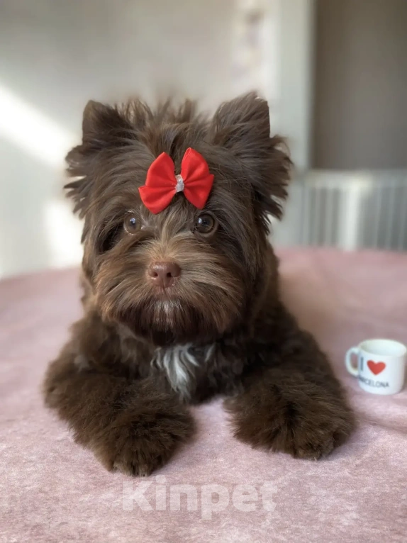 Собаки в Москве: Шоколадный йорк Девочка, Бесплатно - фото 1