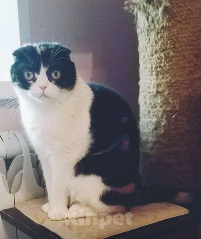 Кошки в Москве: Шотландская принцесса Девочка, 5 000 руб. - фото 2
