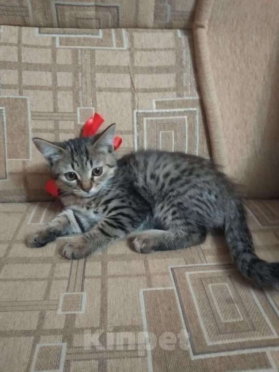 Кошки в Кузнецке-8: Котята в дар, 50 руб. - фото 1