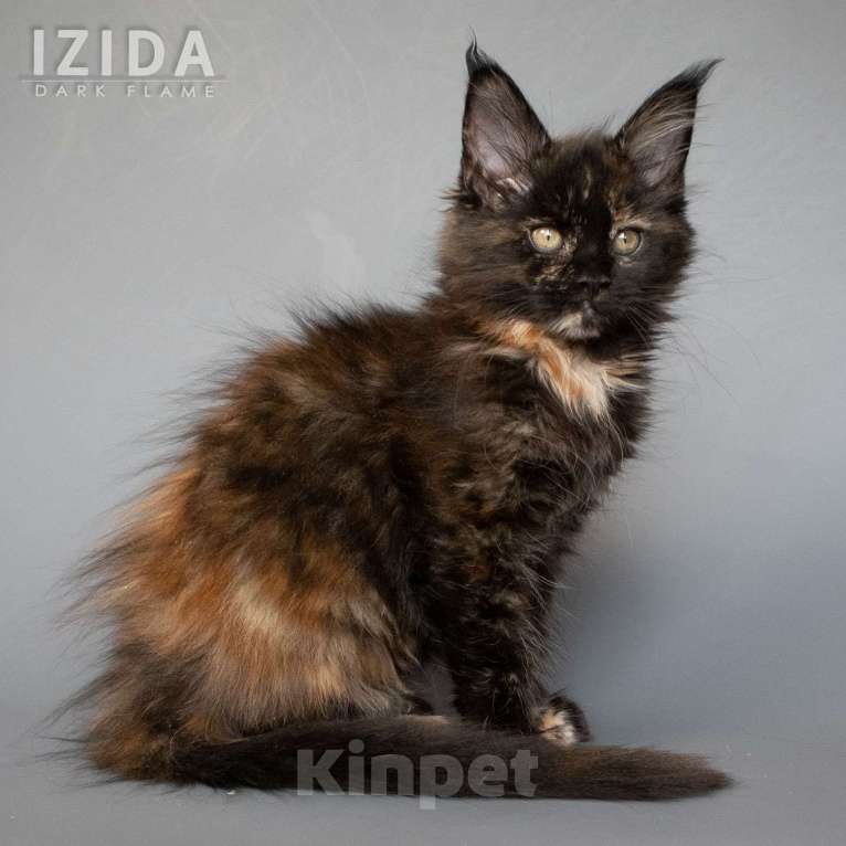Кошки в других городах Воронежской области: Izida Dark Flame Девочка, 50 000 руб. - фото 5