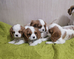 Собаки в Москве: Кавалер Кинг Чарльз спаниель Мальчик, 70 000 руб. - фото 3