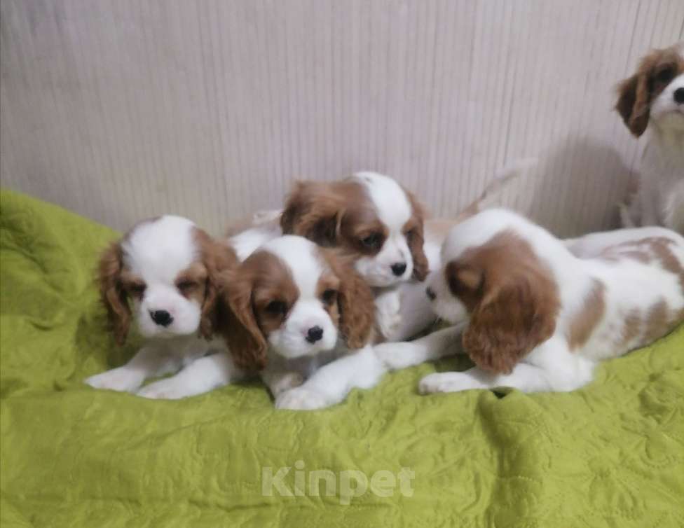 Собаки в Москве: Кавалер Кинг Чарльз спаниель Мальчик, 70 000 руб. - фото 3