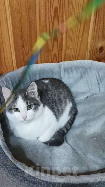 Кошки в Москве: Отдаю котика бесплатно Мальчик, Бесплатно - фото 2