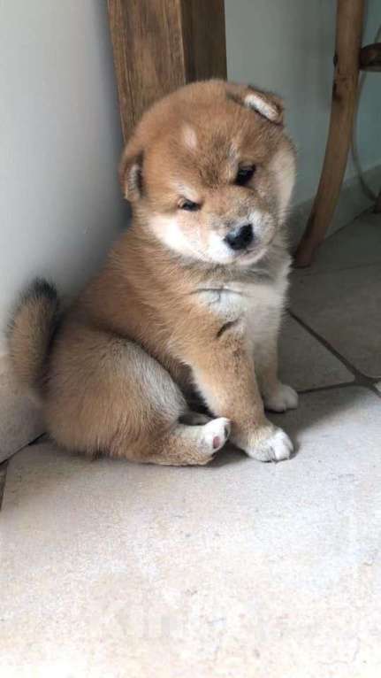 Собаки в Москве: Сиба-ину щенки Девочка, 45 000 руб. - фото 1