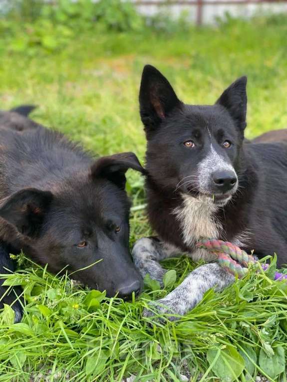 Собаки в Жуковском: Чарли и Барта ищут дом Разнополые, Бесплатно - фото 3