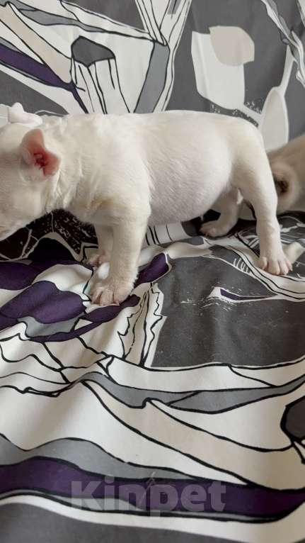 Собаки в Екатеринбурге: Щенки миниатюрного бультерьера Разнополые, 80 000 руб. - фото 5