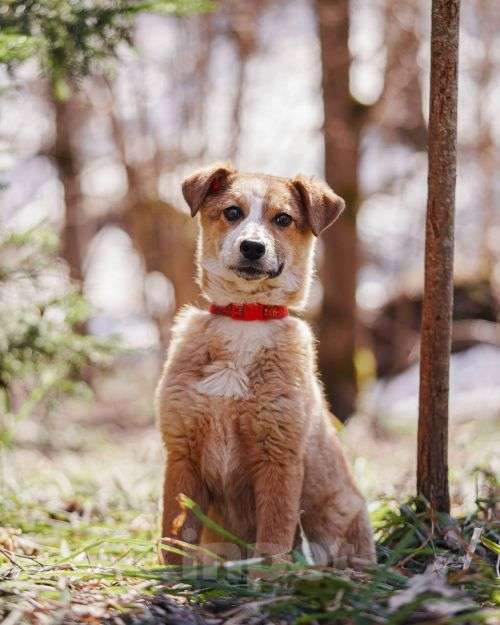 Собаки в Москве: Милейшая Дива,домашняя девочка-щенок ищет дом Девочка, Бесплатно - фото 10