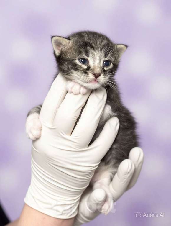 Кошки в Санкт-Петербурге: Котята мальчики под бронь! И мамочка тоже. супер ласковая. Мальчик, Бесплатно - фото 2