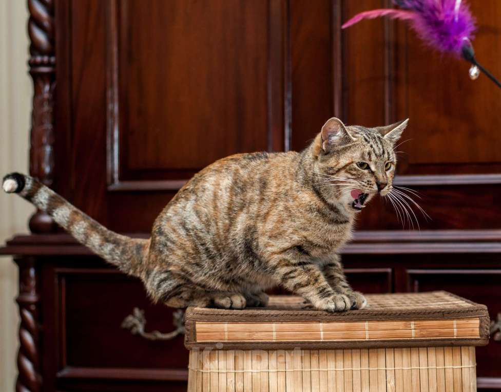 Кошки в Санкт-Петербурге: Тигруша ищет теплый дом и доброе сердце Девочка, Бесплатно - фото 7