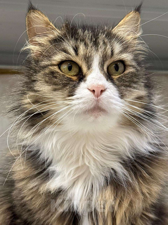 Кошки в Воронеже: Люсьена - взрослая кошка со спокойным характером ищет дом Девочка, Бесплатно - фото 7