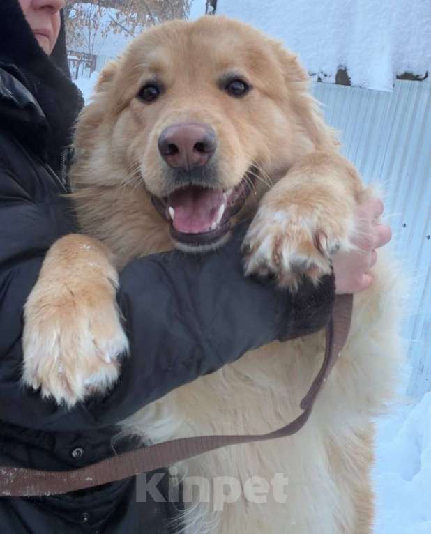 Собаки в Москве: Мягкий и пушистый Лучик ищет дом! Мальчик, Бесплатно - фото 3