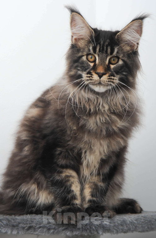 Кошки в Москве: Шубастый котенок мейн-кун  Мальчик, 70 000 руб. - фото 8