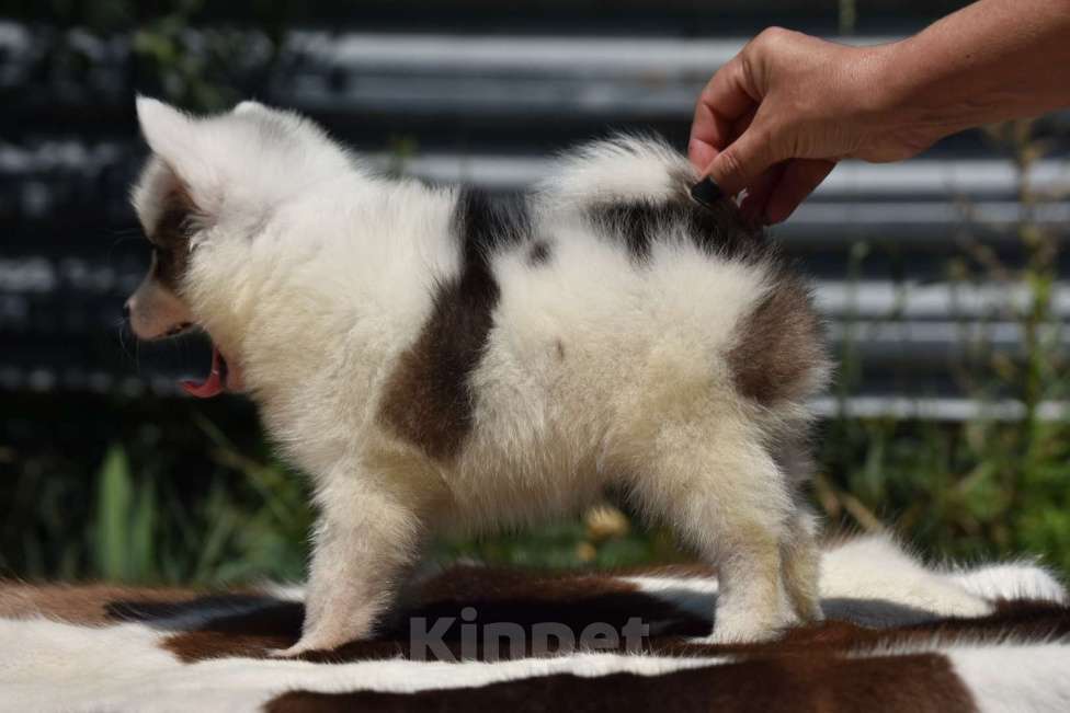 Собаки в Москве: Ненецкая оленегонная лайка. Помет «А». Сука Unmay no Akay Ito AVRORA Девочка, 60 000 руб. - фото 7