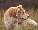 Собаки в Видном: Старк, 5 лет, алабай/ретривер Мальчик, Бесплатно - фото 1