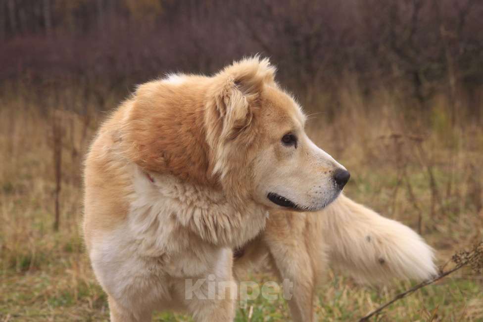 Собаки в Видном: Старк, 5 лет, алабай/ретривер Мальчик, Бесплатно - фото 1