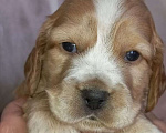 Собаки в Ржеве: Красавчик Мальчик, 40 000 руб. - фото 1