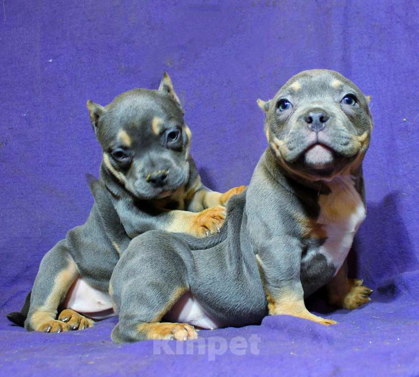 Собаки в других городах Ярославской области: Девочки булли Девочка, 90 000 руб. - фото 1