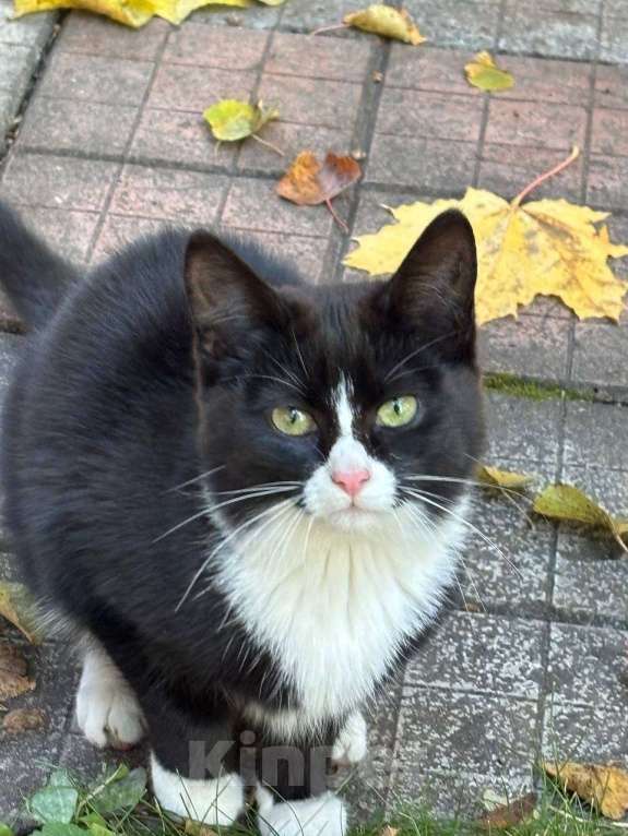 Кошки в Москве: Отдам котенка в добрые руки  Девочка, Бесплатно - фото 8