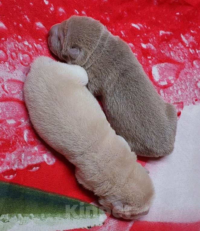 Собаки в Москве: Шарпейные девочки Девочка, 50 000 руб. - фото 5