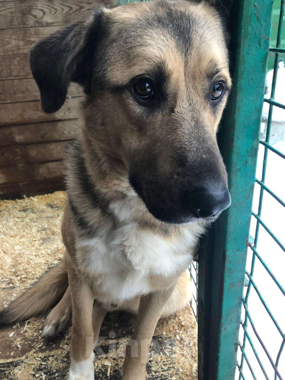 Собаки в Москве: Сэм Мальчик, Бесплатно - фото 5