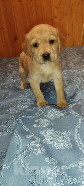 Собаки в других городах Владимирской области: Метис лабрадора и русского охотничьего спаниеля  Девочка, 5 000 руб. - фото 4