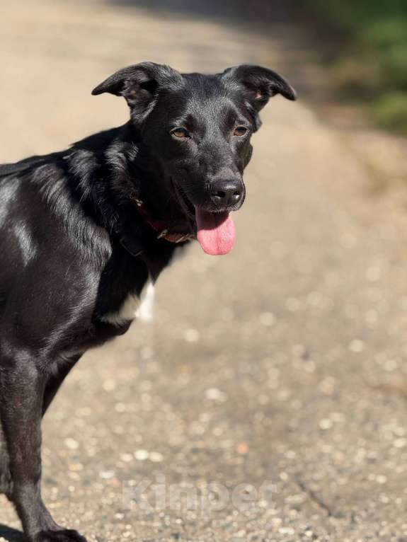 Собаки в Москве: Малышка Мята в добрые руки Девочка, Бесплатно - фото 4