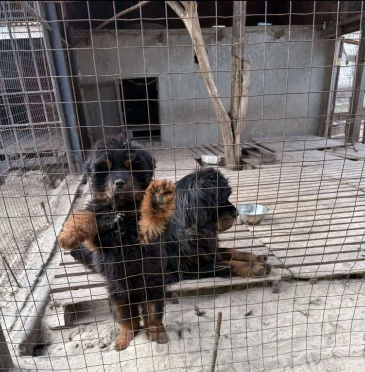 Собаки в Ростове-на-Дону: Питомиц на продажу Девочка, Бесплатно - фото 1