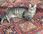 Кошки в Москве: Очаровательный молодой котик-полосатик Рысик Мальчик, Бесплатно - фото 6
