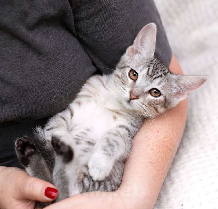 Кошки в Москве: Очаровательный котёнок Гудини в добрые руки Мальчик, 1 руб. - фото 2