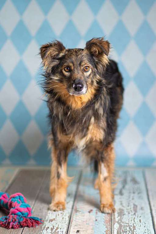 Собаки в Москве: Маленькая пушистая собачка-инвалид Лёля в приюте в добрые руки Девочка, 1 руб. - фото 3