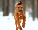 Собаки в Новосибирске: Родезийский риджбек подрощенный щенок, кобель ищет дом Мальчик, 50 000 руб. - фото 3