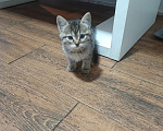 Кошки в Краснодаре: Котята Девочка, Бесплатно - фото 1