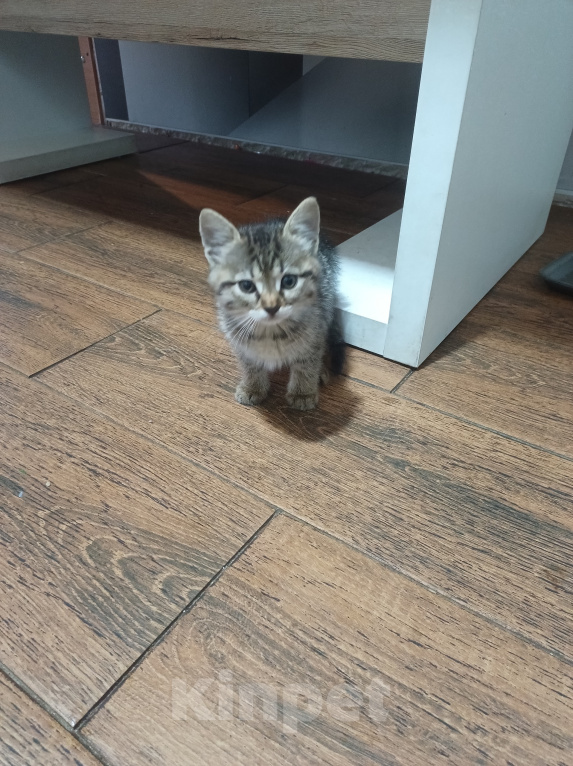 Кошки в Краснодаре: Котята Девочка, Бесплатно - фото 1