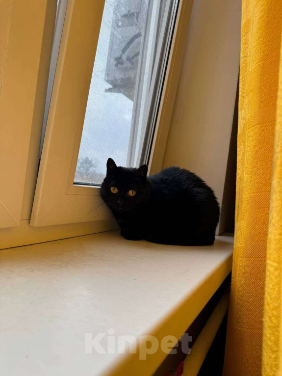 Кошки в Москве: Черной малышке Флоре некуда идти Девочка, Бесплатно - фото 4