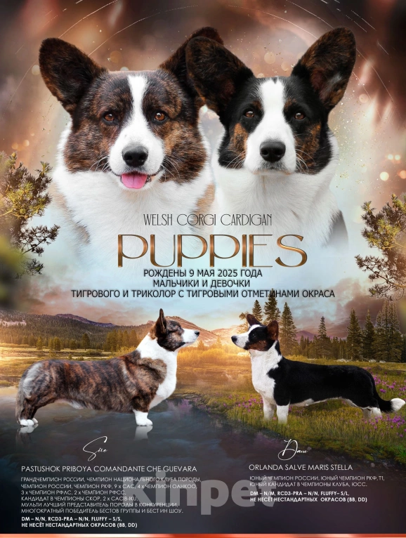 Собаки в Симферополе: Щенки вельш корги кардиган мальчики Мальчик, 50 000 руб. - фото 9